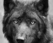 Канадская волчица умерла в нижегородском зоопарке в июне